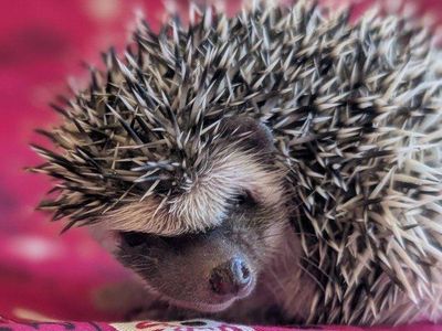 Baby Female Hedgehog - Ruby
