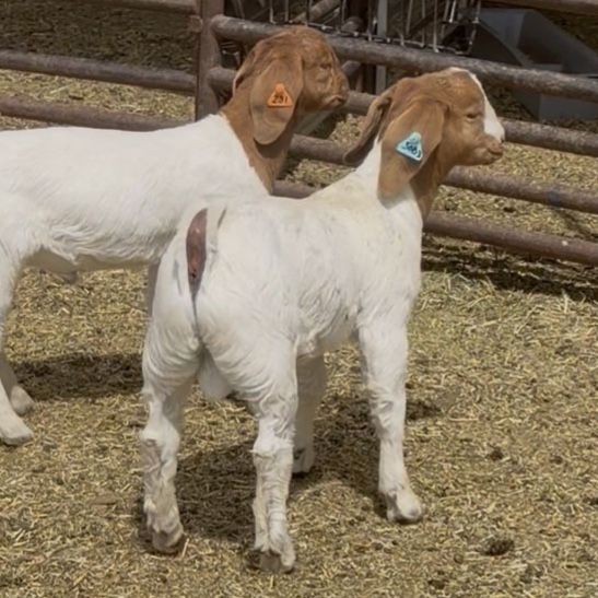 Safeword X TWSS/Hutto/Payday Buck Kid