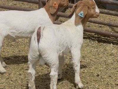 Safeword X TWSS/Hutto/Payday Buck Kid