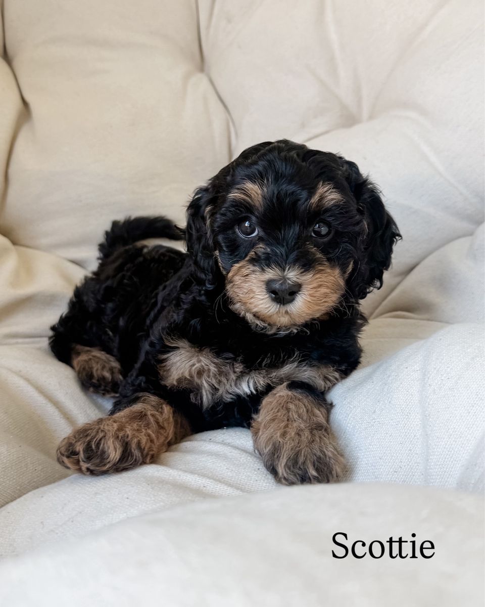Cavapoo Female Puppy