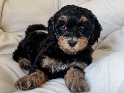 Cavapoo Female Puppy