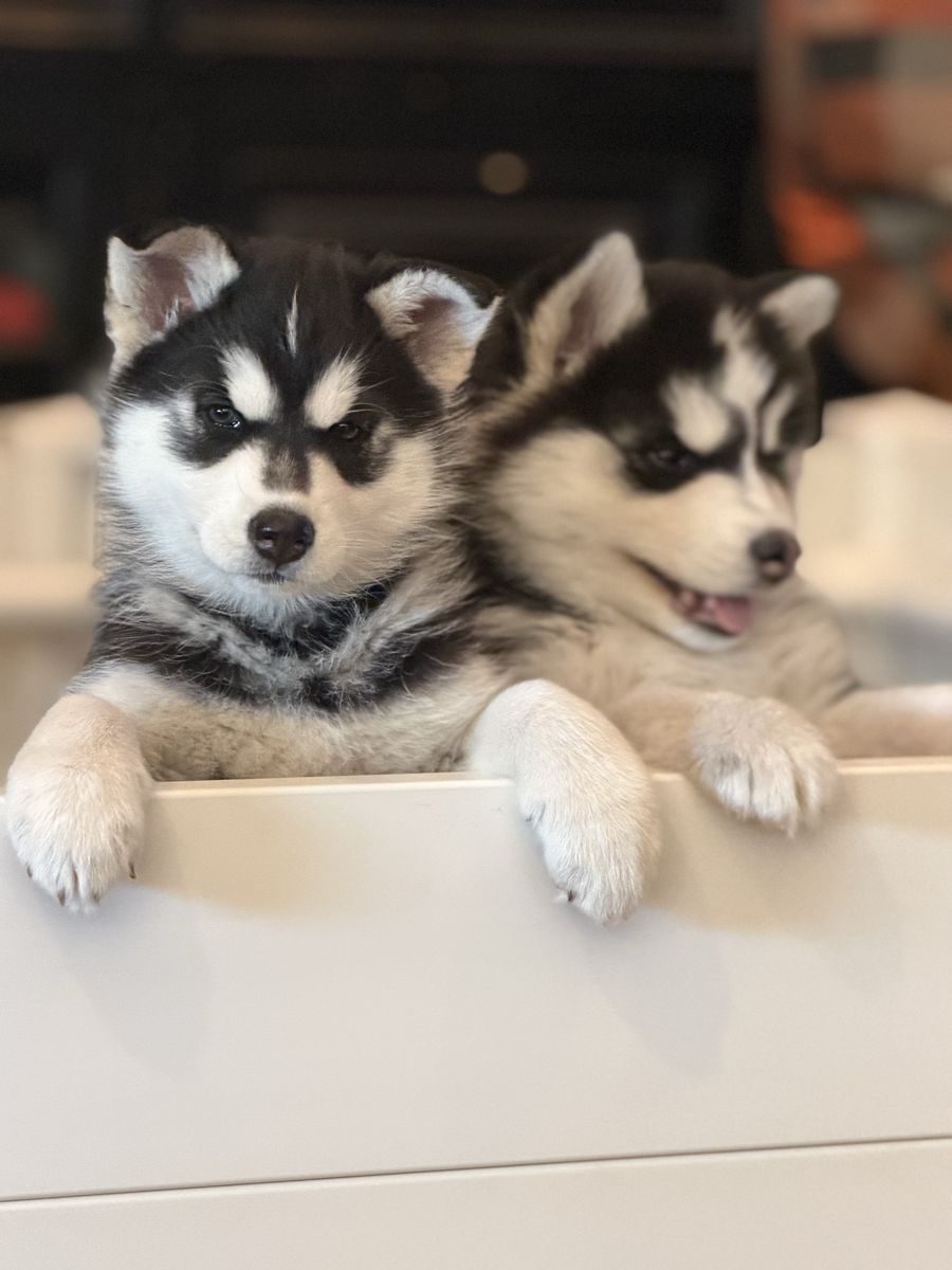 Siberian Huskies