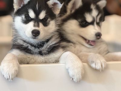 Siberian Huskies