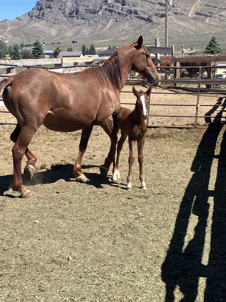 Mare And Foal