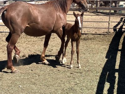 Mare And Foal