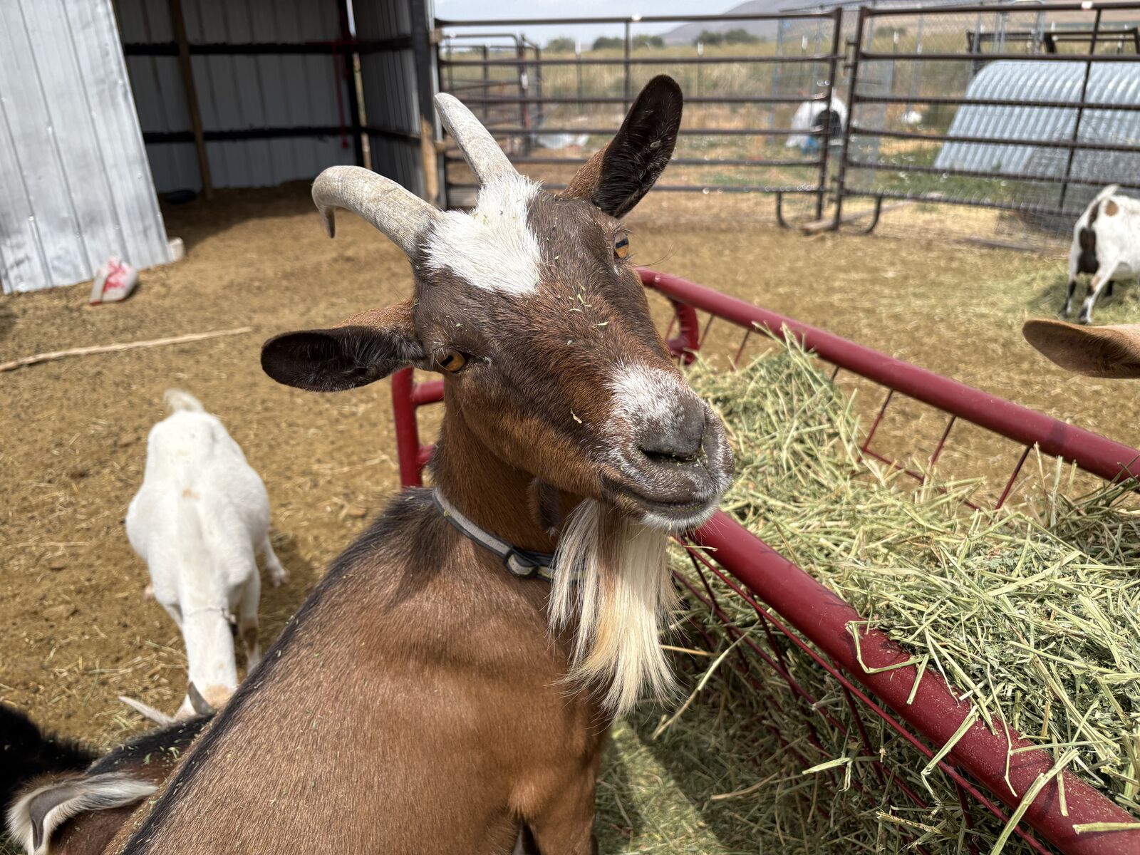 Adult Nigerian dwarf goat females bred