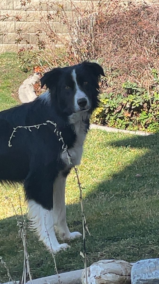 Border Collie