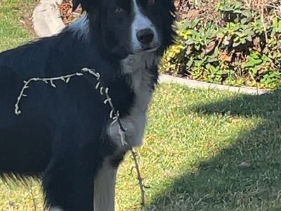 Border Collie