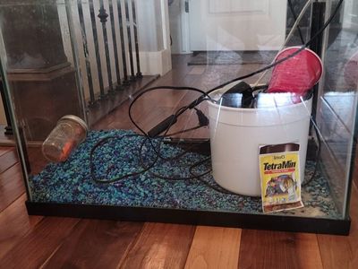 20 gallon Fish tank