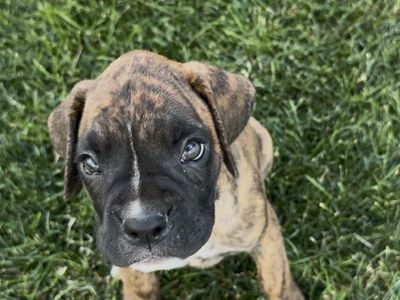 AKC Boxer Puppies