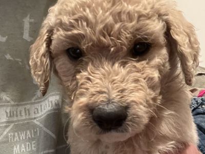Oodles of Golden Doodles