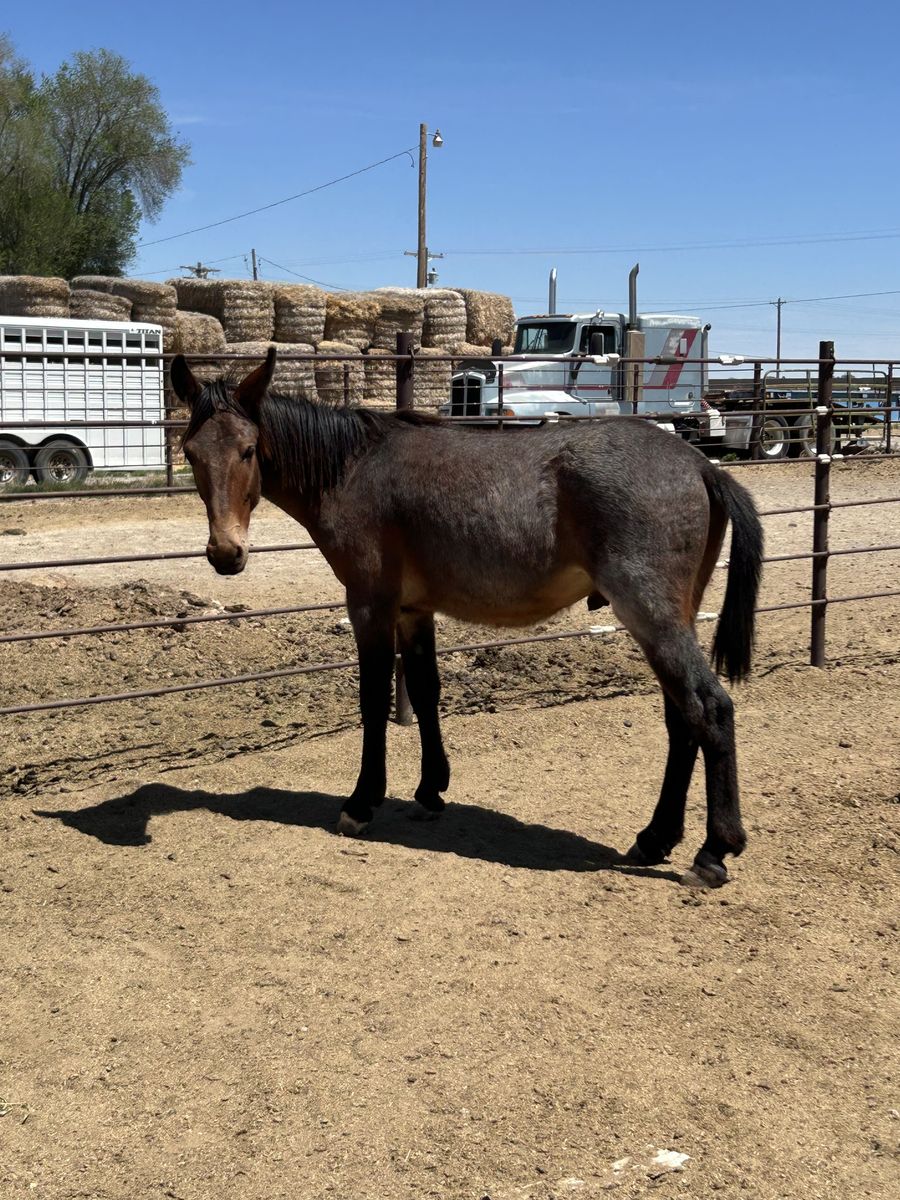 Mule