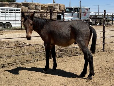 Mule