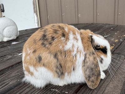 Mini Lops • Holland Lops • Bunnies • Rabbits