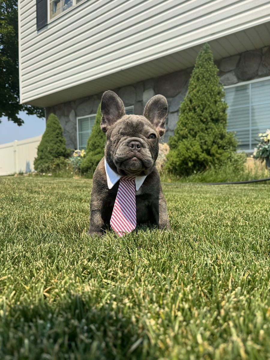 AKC French Bulldog Puppy – Blue /lilac Male Frenchie