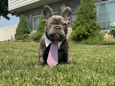 AKC French Bulldog Puppy – Blue /lilac Male Frenchie