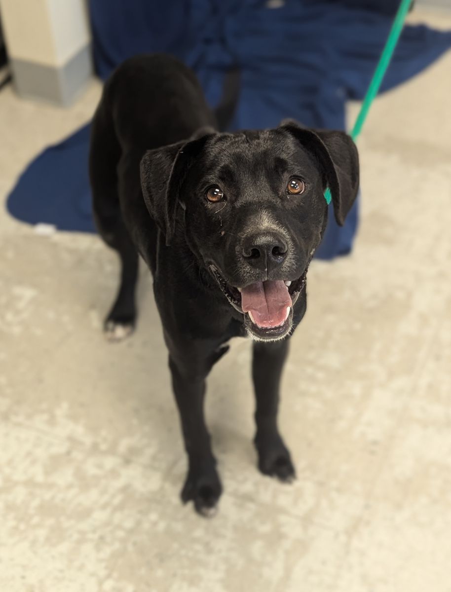 A165157 Prismo is Available for Adoption!