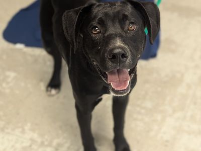 A165157 Prismo is Available for Adoption!