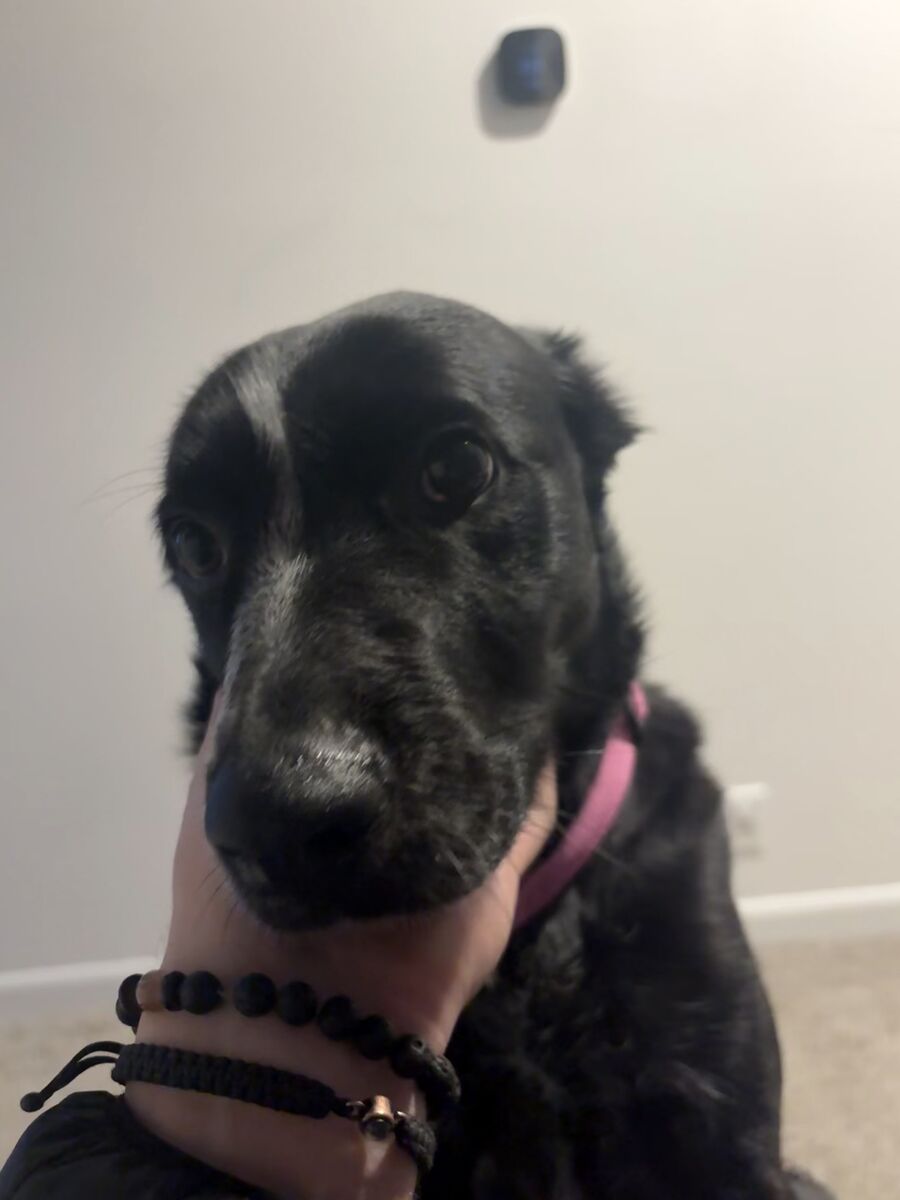 Dottie or Misses - Sweet Border Collie Mix