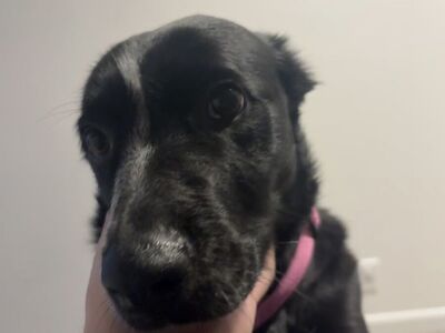 Dottie or Misses - Sweet Border Collie Mix
