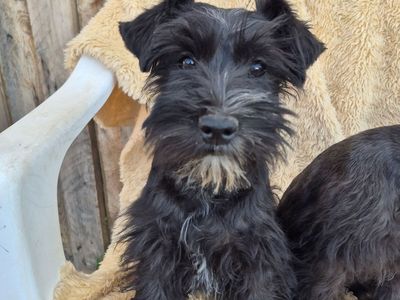 Adorable Miniature Schnauzer Puppies