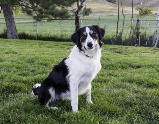 Border Collie (Adult Female)