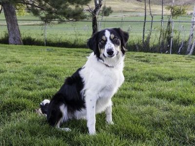 Border Collie (Adult Female)