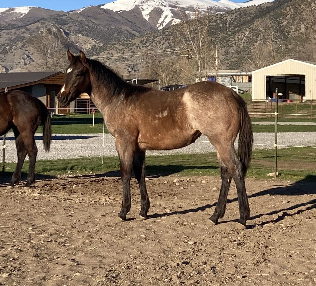 Rope, ranch, barrel prospect