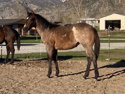 Rope, ranch, barrel prospect