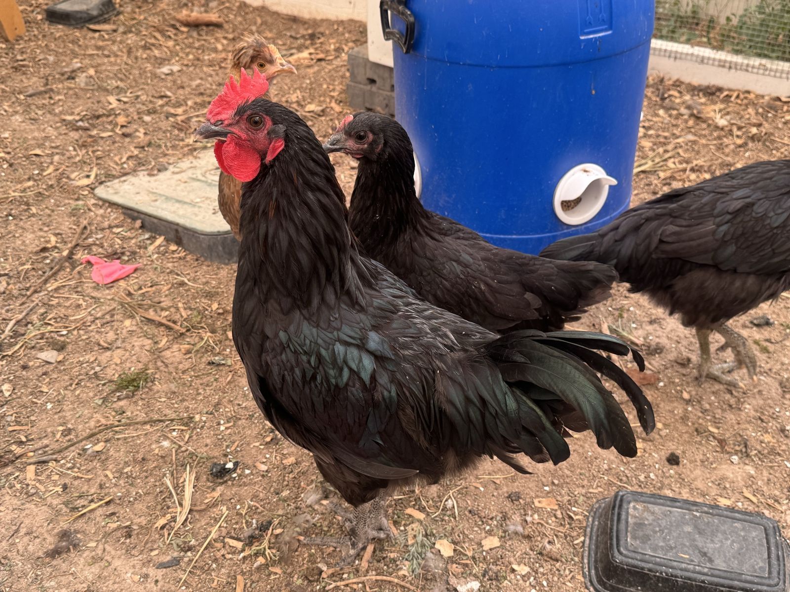 Male Black Orpington Rooster