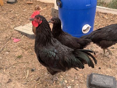 Male Black Orpington Rooster