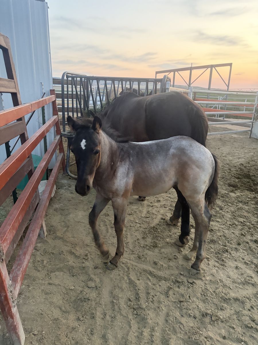 Registered Blue Roan Colt - Cutting Horse Bloodlines
