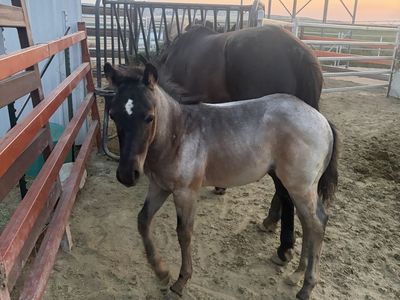 Registered Blue Roan Colt - Cutting Horse Bloodlines