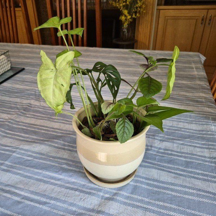 Live Plant in Ceramic Pot