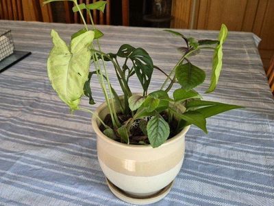 Live Plant in Ceramic Pot