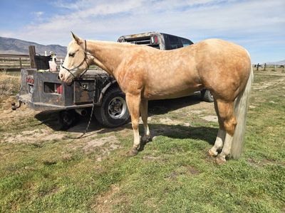 6 yr old AQHA mare