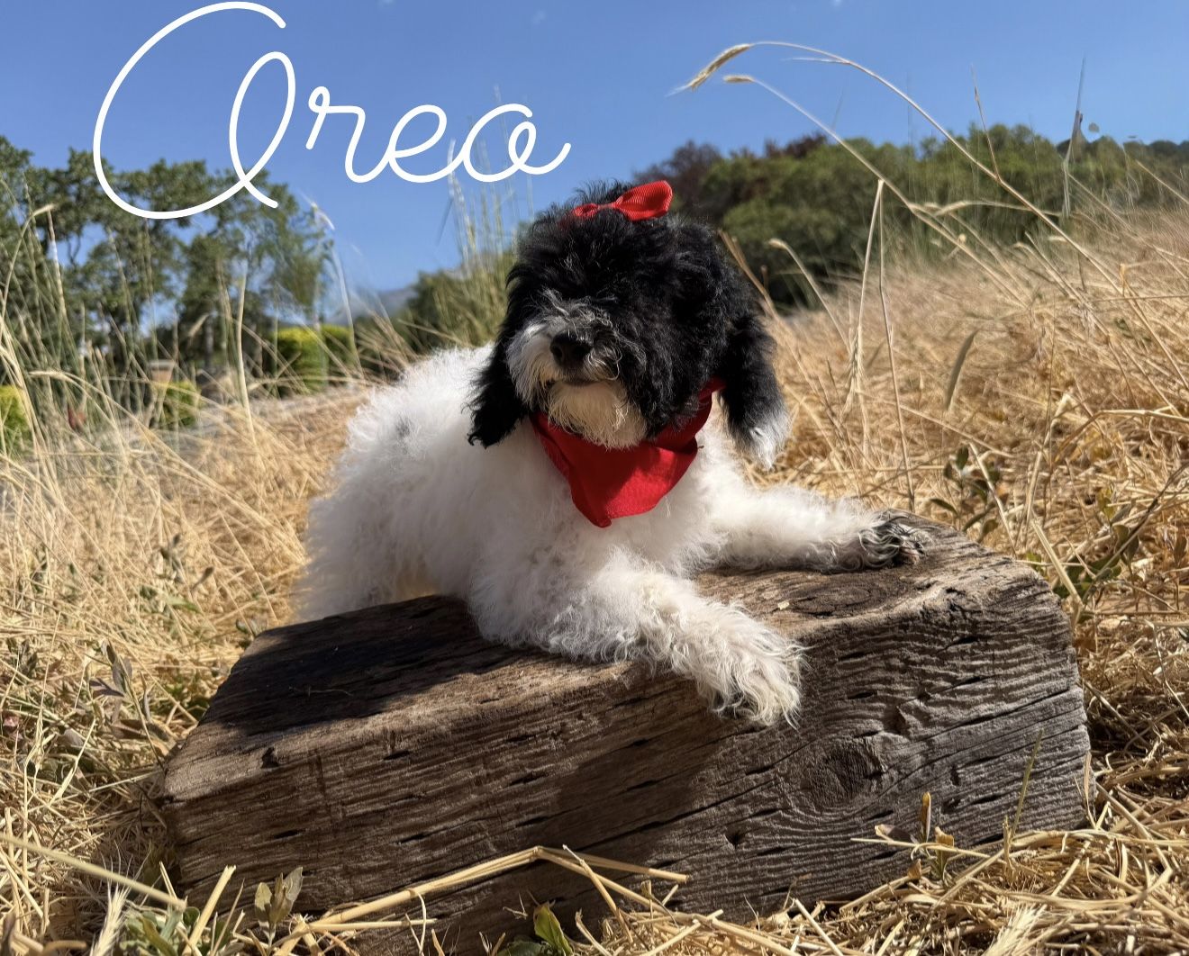 Adorable AKC miniature poodle puppy