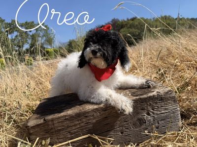 Adorable AKC miniature poodle puppy