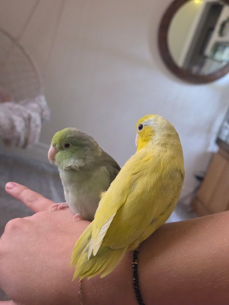 Bonded Pair of Parrotlets Looking for a Loving Home