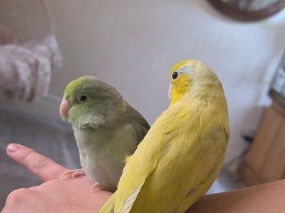 Bonded Pair of Parrotlets Looking for a Loving Home
