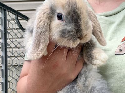 Purebred Holland Lop