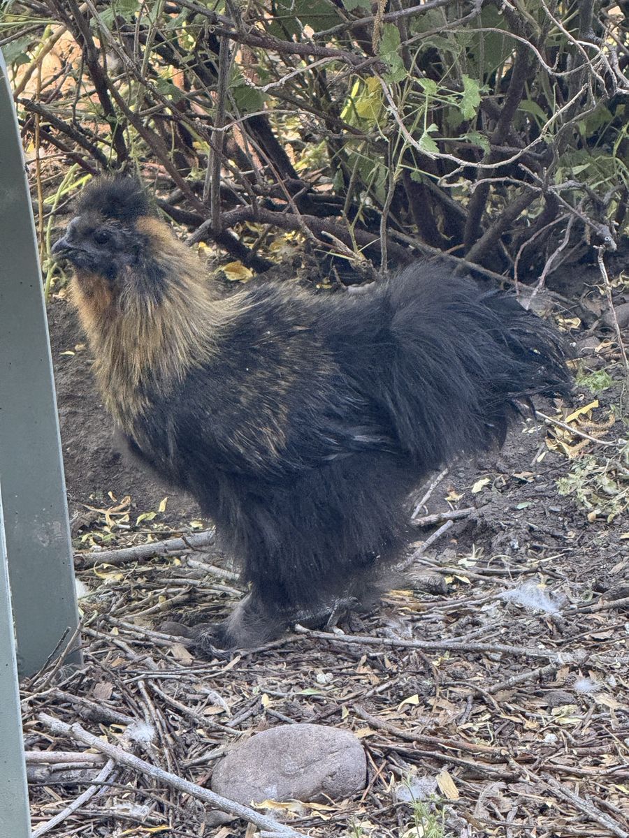 Cute Little Silkie Rooster