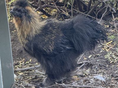 Cute Little Silkie Rooster