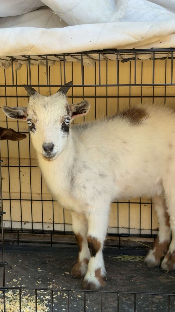 6 month old Nigerian Dwarf goats