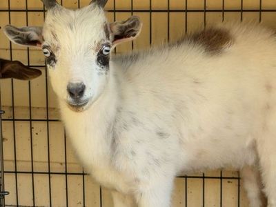 6 month old Nigerian Dwarf goats