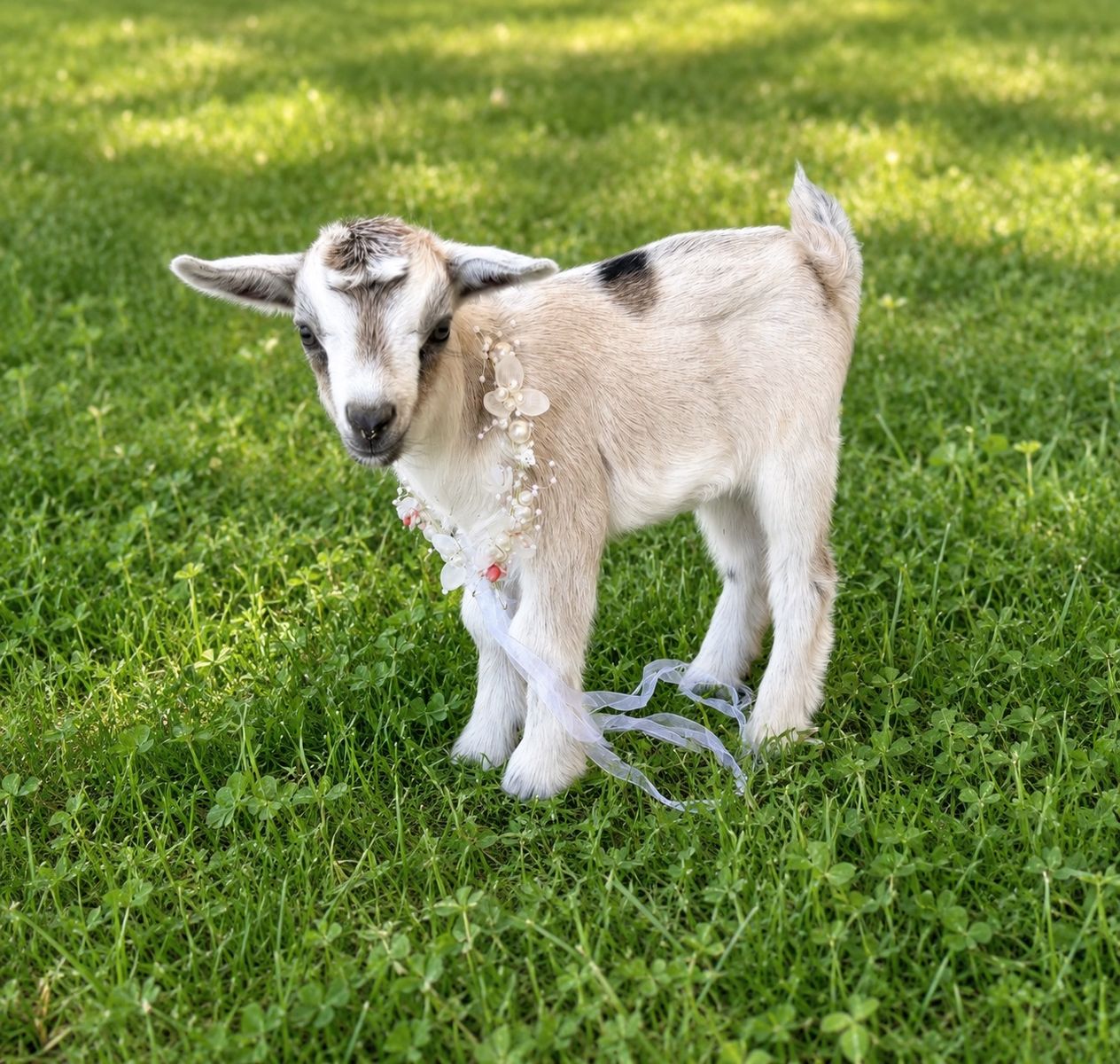 baby Nigerian dwarf doeling can be sold with her mom