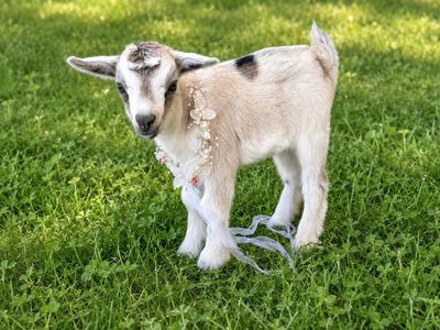 baby Nigerian dwarf doeling can be sold with her mom