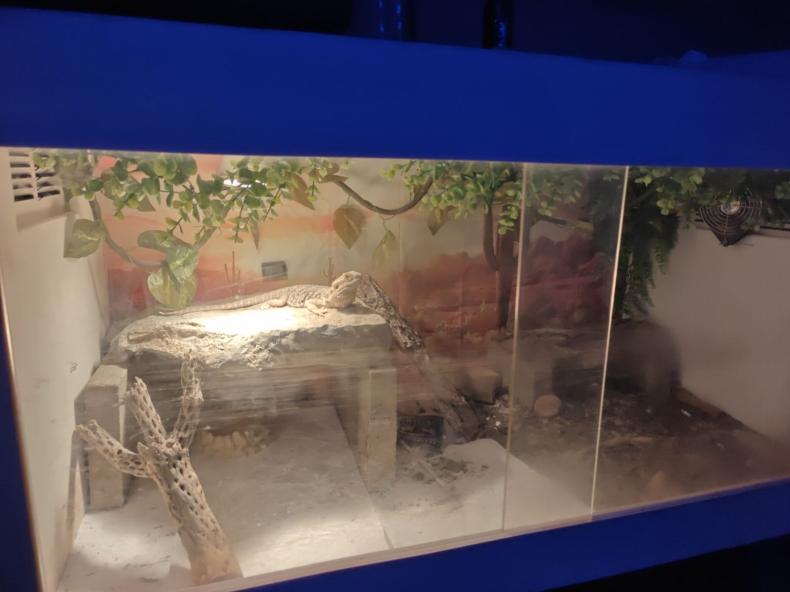 Reptile Enclosure Habitat with Bearded Dragon