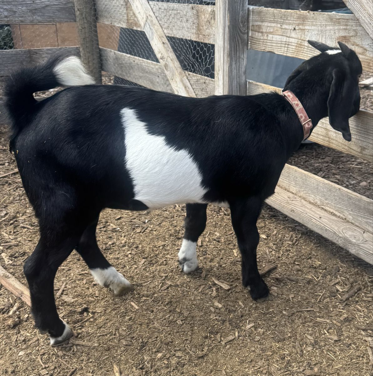 3 female Boar goats
