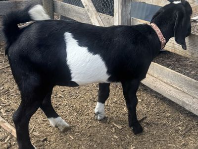 3 female Boar goats